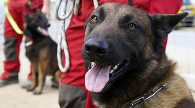 France trains dogs to detect coronavirus in Corsica research project
