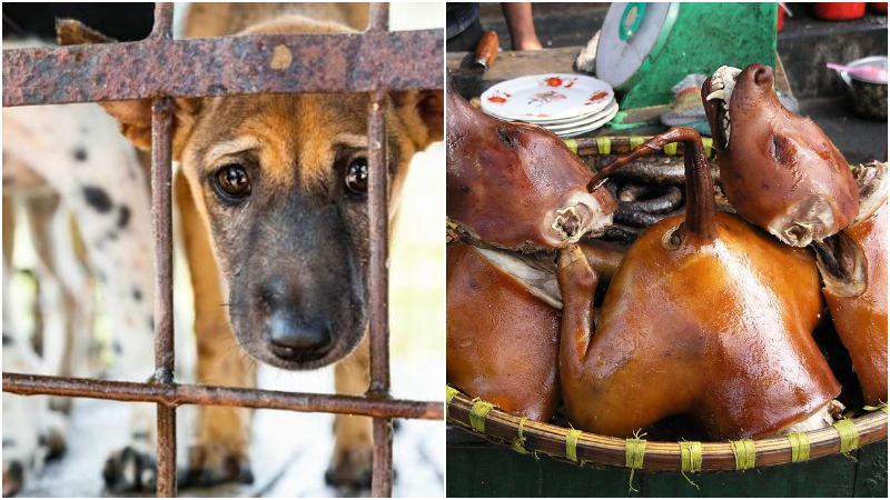 Gov’t petitioned to ban trade, consumption of dog & cat meat