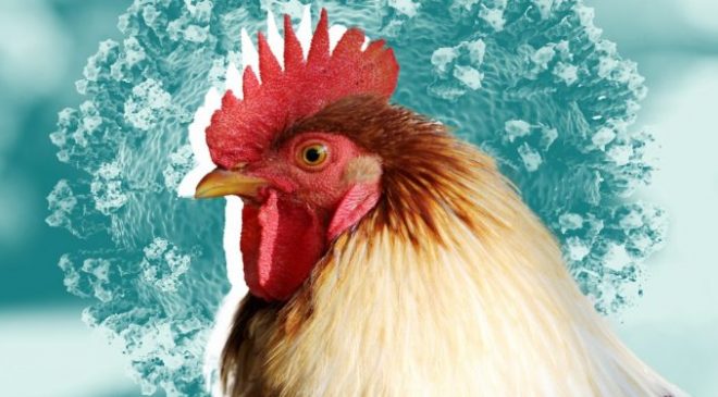 Tema Metropolis records bird flu outbreak