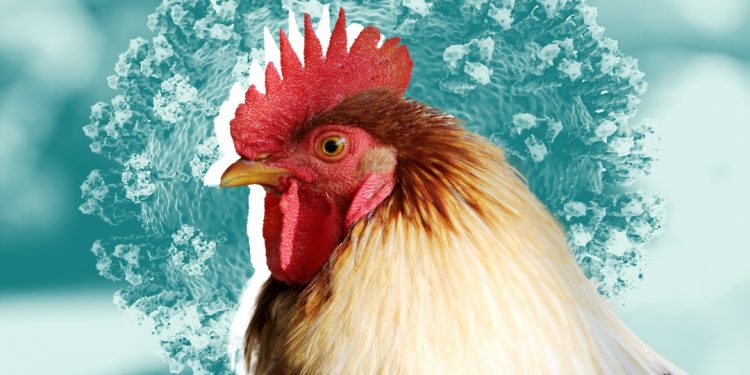 Tema Metropolis records bird flu outbreak