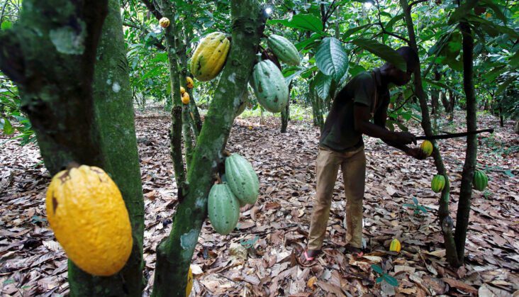 Cocoa farmers say they are ready to help govt fight galamsey