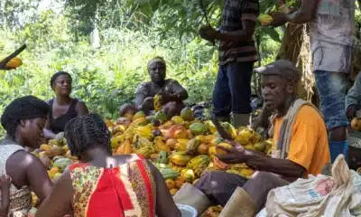 Cocoa farmers dissatisfied with 58.26% price increase 