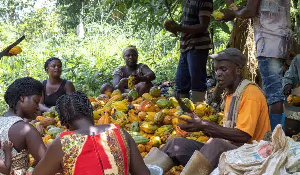 COCOBOD to borrow up to .5bn for 2024-25 cocoa purchases