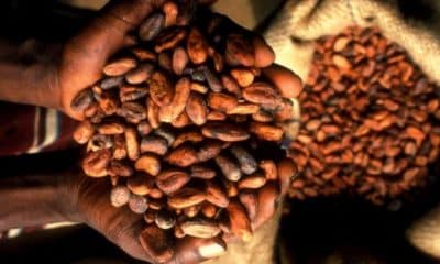 Ghana seeks 0m loan from Cocoa Traders amid delays in traditional financing