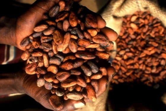 Ghana seeks 0m loan from Cocoa Traders amid delays in traditional financing