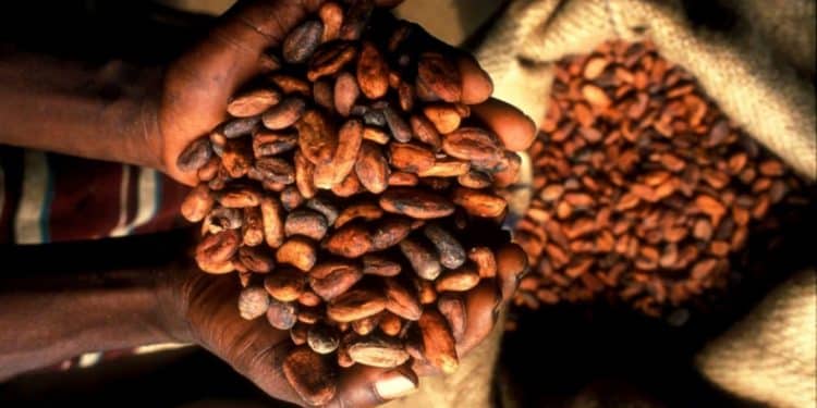 Ghana seeks 0m loan from Cocoa Traders amid delays in traditional financing